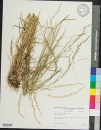 Poa autumnalis image