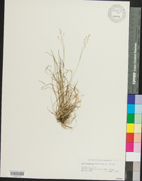 Poa autumnalis image