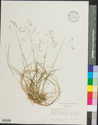 Poa autumnalis image