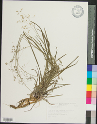 Poa cuspidata image