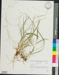 Poa cuspidata image