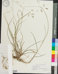 Poa cuspidata image