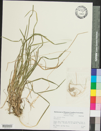 Poa sylvestris image