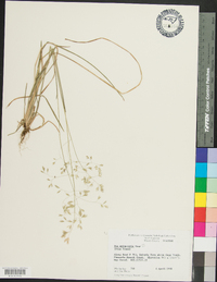 Poa sylvestris image