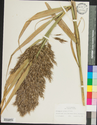 Phragmites australis image