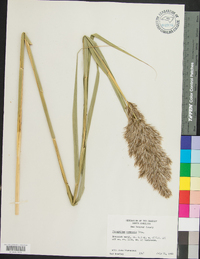 Phragmites australis image