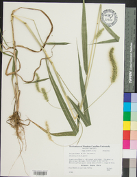 Setaria faberi image