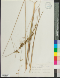 Sorghastrum secundum image