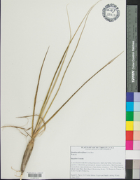 Spartina alterniflora image