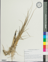 Spartina alterniflora image