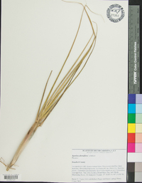 Spartina alterniflora image