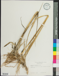 Spartina alterniflora image