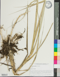 Spartina alterniflora image