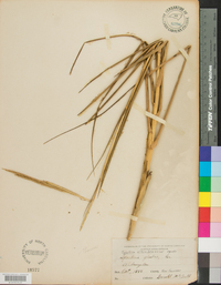 Spartina alterniflora image