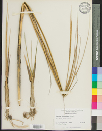 Spartina alterniflora image