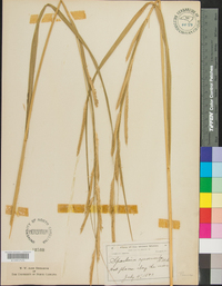 Spartina cynosuroides image