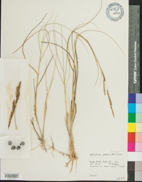 Spartina patens image