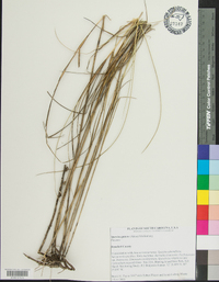 Spartina patens image