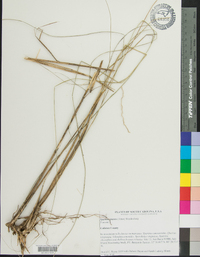 Spartina patens image