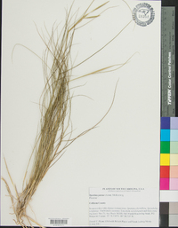 Spartina patens image