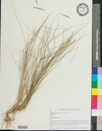 Spartina patens image