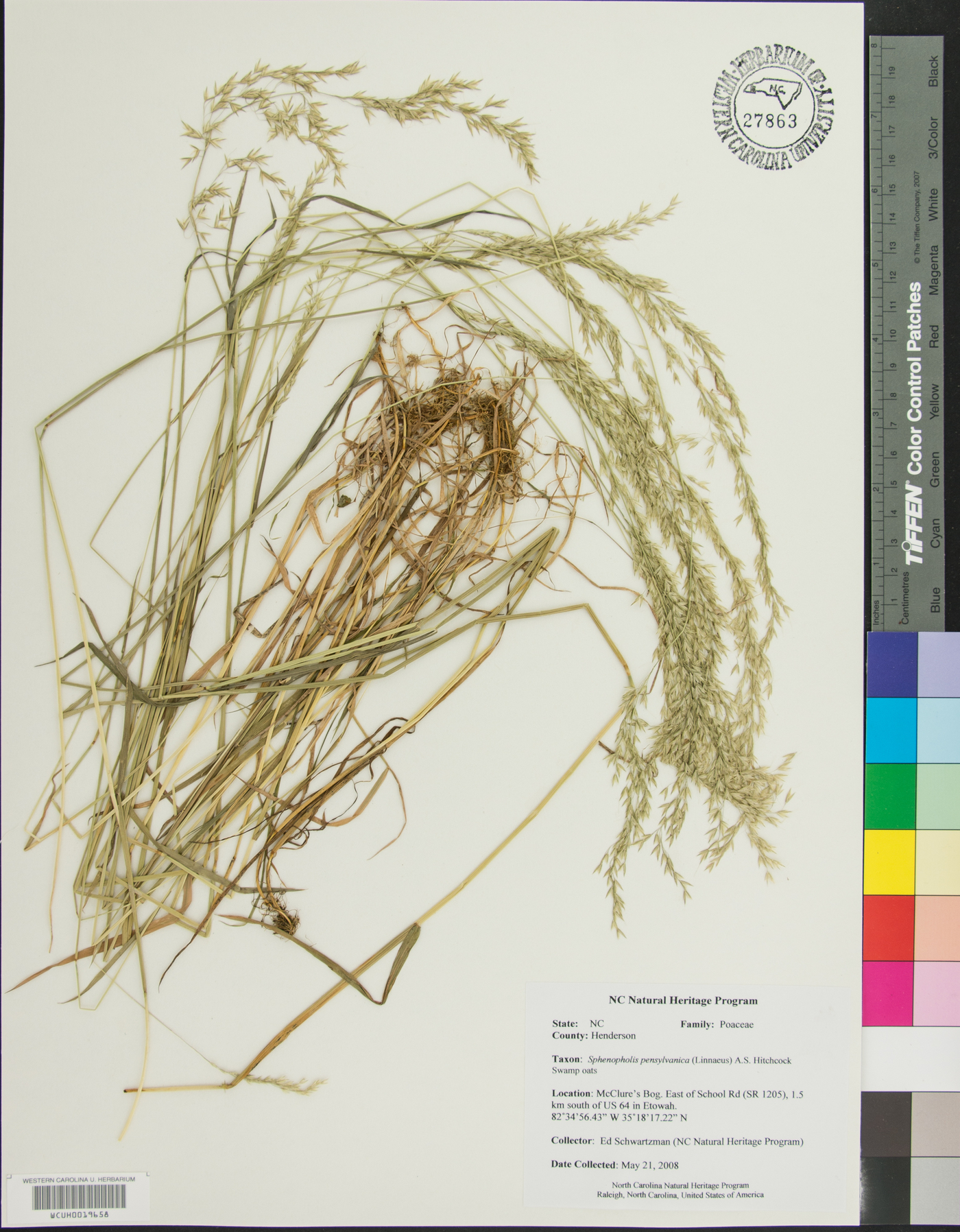 Sphenopholis pensylvanica image