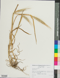 Triticum aestivum image