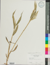 Urochloa ramosa image