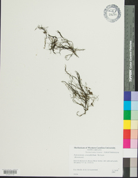 Podostemum ceratophyllum image