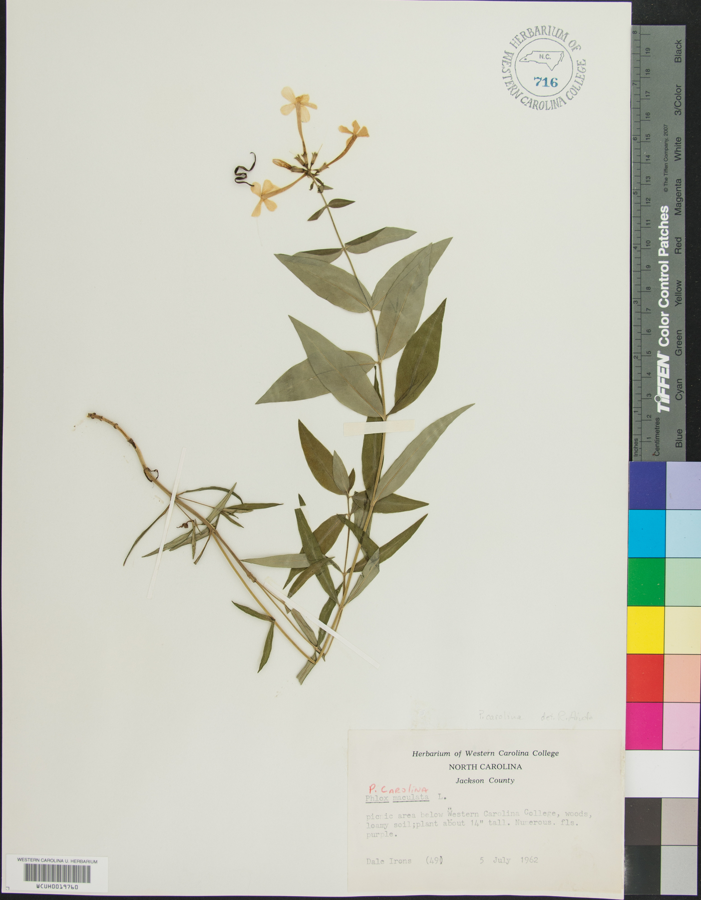 Phlox carolina image