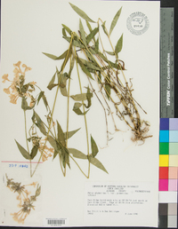 Phlox glaberrima image