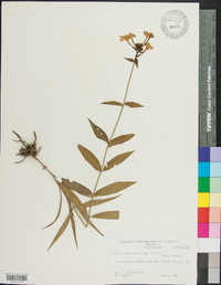 Phlox glaberrima image