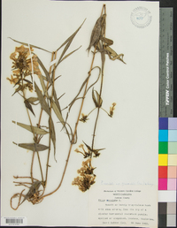 Phlox maculata image