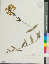 Phlox maculata subsp. pyramidalis image