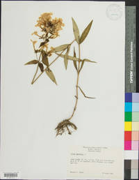 Phlox maculata image