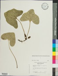 Hexastylis arifolia image