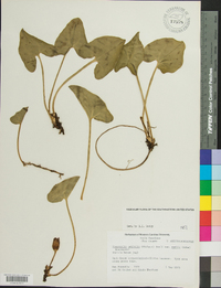 Hexastylis arifolia var. ruthii image