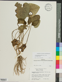 Hexastylis shuttleworthii image