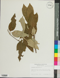 Viburnum cassinoides image