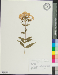 Phlox paniculata image