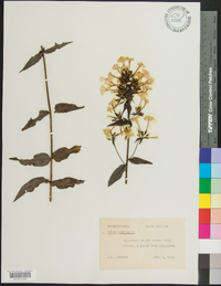 Phlox paniculata image