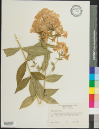 Phlox paniculata image