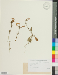 Phlox stolonifera image