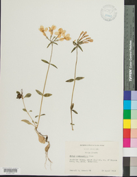 Phlox stolonifera image