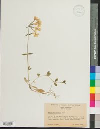 Phlox stolonifera image