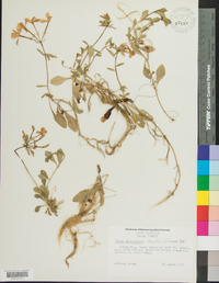 Phlox stolonifera image