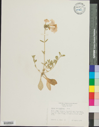 Phlox stolonifera image