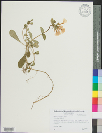 Phlox stolonifera image