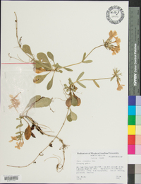 Phlox stolonifera image