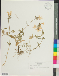 Phlox stolonifera image